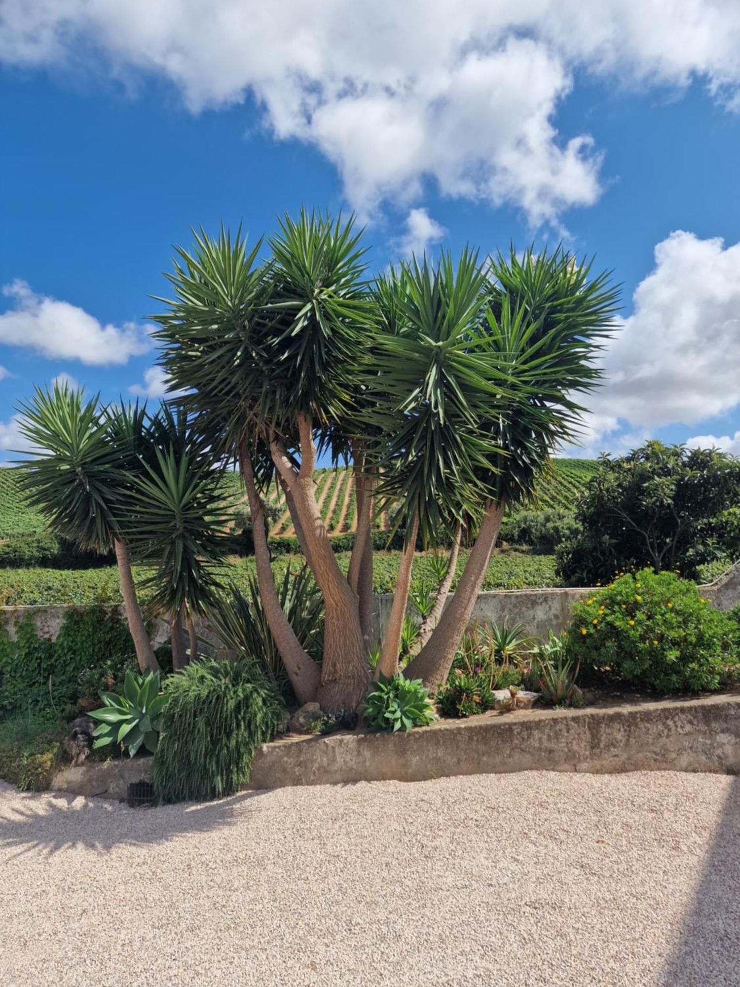טורסיפאל Casa Nikana מראה חיצוני תמונה